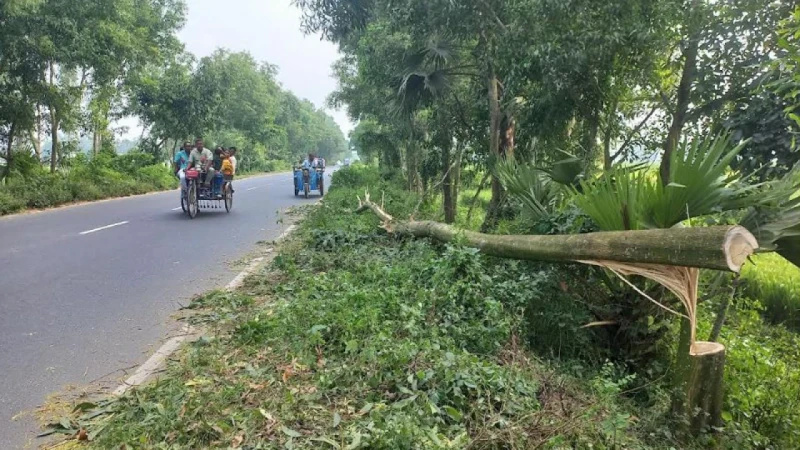 মেহেরপুরে আঞ্চলিক সড়কে আবারও গাছ ফেলে গণডাকাতি