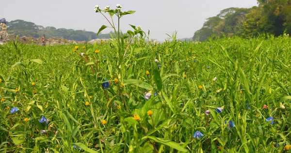 মিরসরাইয়ে দিন দিন হারিয়ে যাচ্ছে খেসারির আবাদ!