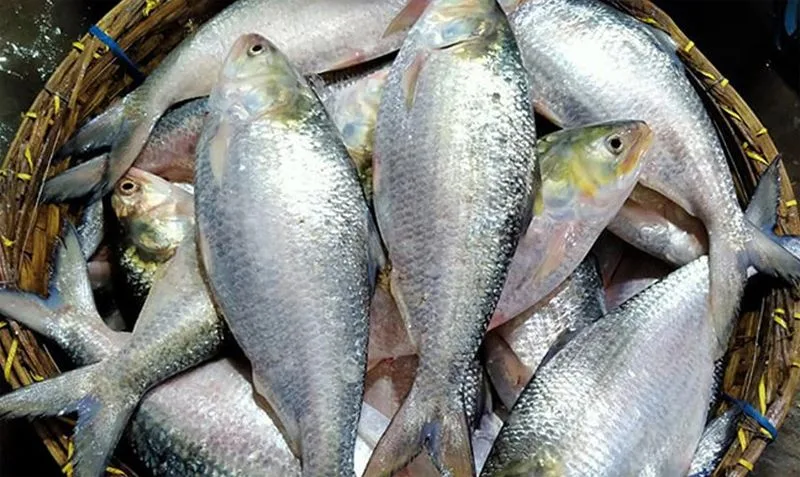 বেনাপোল দিয়ে ভারত গেলো আরও ৯৯ টন ইলিশ