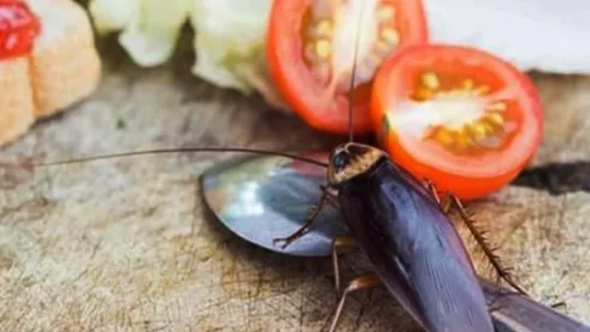 যেভাবে বাসাবাড়ি থেকে আরশোলা দূর করবেন