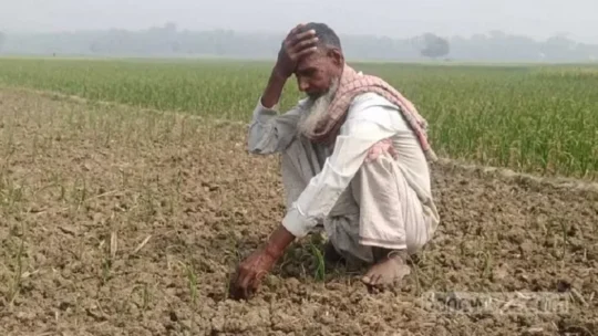ভেজাল বীজে রাজবাড়ীর হাজারো পেঁয়াজ চাষির মাথায় হাত