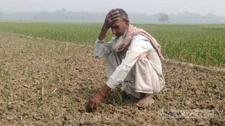 ভেজাল বীজে রাজবাড়ীর হাজারো পেঁয়াজ চাষির মাথায় হাত