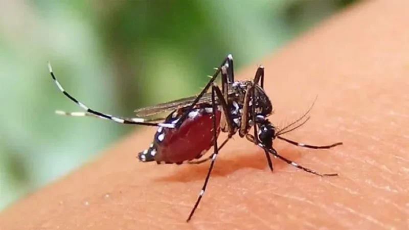 ৮০ হাজার ছাড়াল,হাসপাতালে ভর্তি ডেঙ্গু রোগী