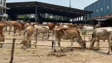 GOru