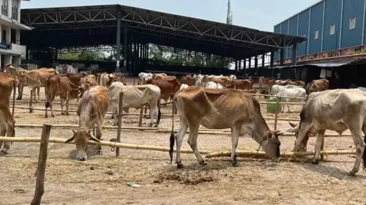 পশ্চিমবঙ্গে পশুর হাটে মন্দা ও কোরবানি নিয়ে আতঙ্ক