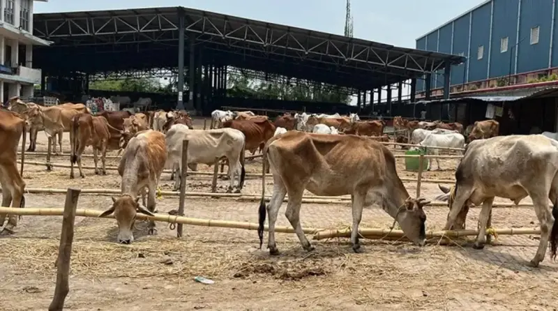 GOru
