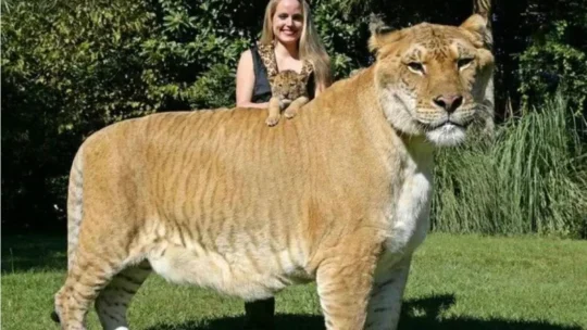 বর্তমানের মুসলিম নামক জাতিটি লাইগার (Liger), বাঘ নয়