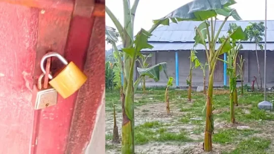 পুত্রবধূকে ‘চাকরি না দেওয়ায়’ বিদ্যালয়ে তালা, মাঠে কলাগাছ!