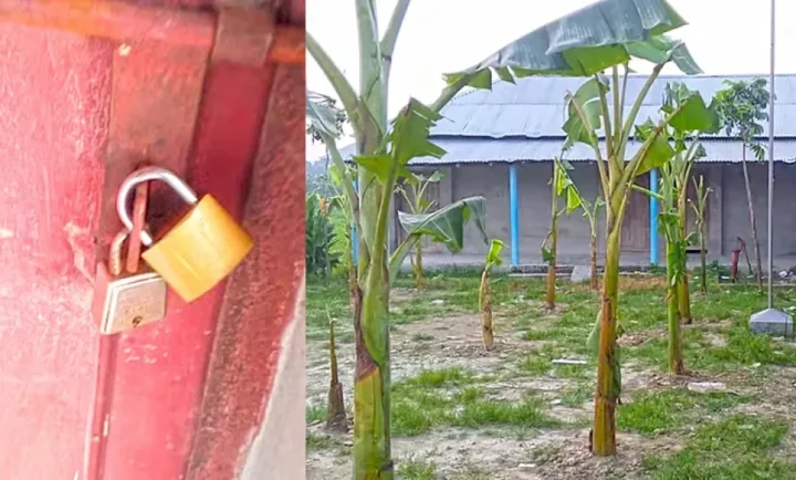 পুত্রবধূকে ‘চাকরি না দেওয়ায়’ বিদ্যালয়ে তালা, মাঠে কলাগাছ!
