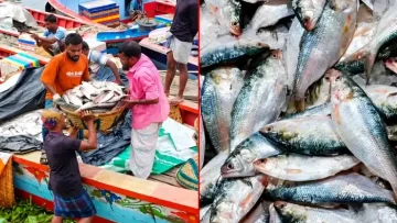 নিষেধাজ্ঞা শেষে ইলিশ শিকার শুরু, চাঁদপুরে কেজি ২ হাজার ৪০০ টাকা!