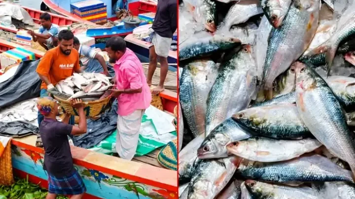 নিষেধাজ্ঞা শেষে ইলিশ শিকার শুরু, চাঁদপুরে কেজি ২ হাজার ৪০০ টাকা!