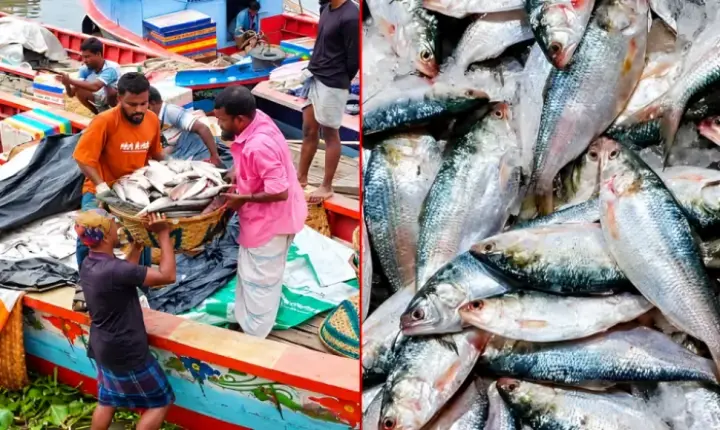 নিষেধাজ্ঞা শেষে ইলিশ শিকার শুরু, চাঁদপুরে কেজি ২ হাজার ৪০০ টাকা!