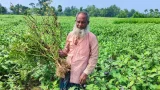 আক্কেলপুরে বেগুন চাষে উৎপাদন খরচ বৃদ্ধি: কাঙ্ক্ষিত ফলন না পেয়ে লোকসানের শঙ্কায় কৃষকেরা
