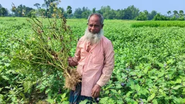 আক্কেলপুরে বেগুন চাষে উৎপাদন খরচ বৃদ্ধি: কাঙ্ক্ষিত ফলন না পেয়ে লোকসানের শঙ্কায় কৃষকেরা
