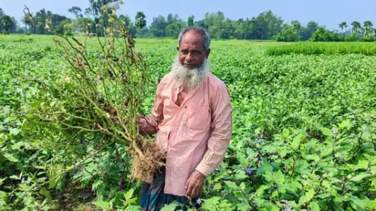 আক্কেলপুরে বেগুন চাষে উৎপাদন খরচ বৃদ্ধি: কাঙ্ক্ষিত ফলন না পেয়ে লোকসানের শঙ্কায় কৃষকেরা