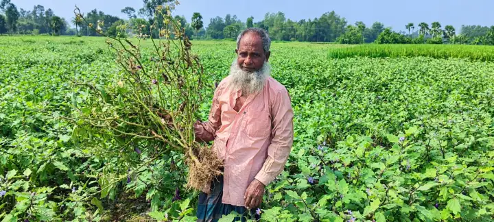 আক্কেলপুরে বেগুন চাষে উৎপাদন খরচ বৃদ্ধি: কাঙ্ক্ষিত ফলন না পেয়ে লোকসানের শঙ্কায় কৃষকেরা