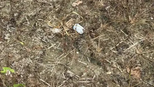 জাজিরায় খেলনা ভেবে ককটেল হাতে নিয়ে বিস্ফোরণ, কিশোর গুরুতর আহত