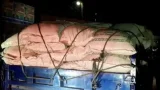 চাঁদপুরে জেলেদের চাল পাচারকালে ৫ টন চাল উদ্ধার: ৩ সদস্যের তদন্ত কমিটি