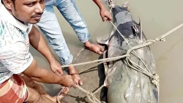 কুড়িগ্রামের চিলমারীতে ব্রহ্মপুত্র নদে জেলের জালে ৯০ কেজির বাঘাইড় মাছ