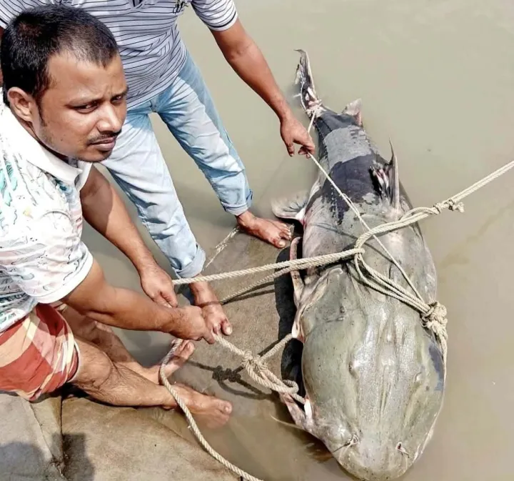 কুড়িগ্রামের চিলমারীতে ব্রহ্মপুত্র নদে জেলের জালে ৯০ কেজির বাঘাইড় মাছ