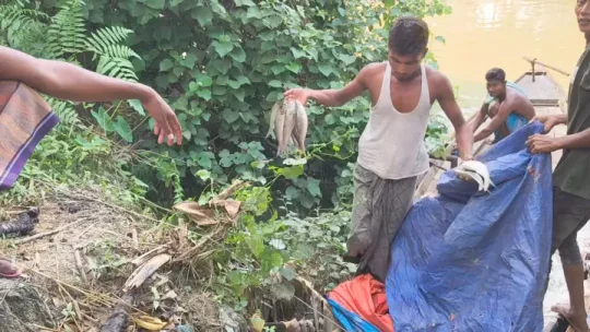 গলাচিপায় নিষেধাজ্ঞা উপেক্ষা করে নদীতে ইলিশ শিকারের মহোৎসব!