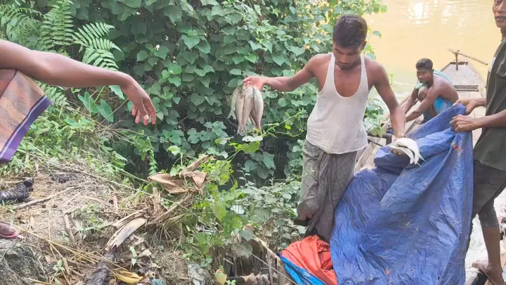 গলাচিপায় নিষেধাজ্ঞা উপেক্ষা করে নদীতে ইলিশ শিকারের মহোৎসব!
