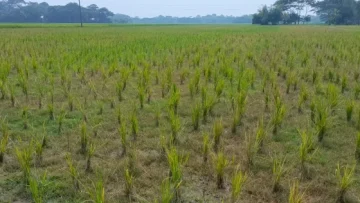 আমতলীতে ধানখেতে আগাছানাশক ও লবণ প্রয়োগ, ৫ লাখ টাকার ক্ষতির অভিযোগ