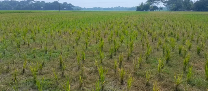 আমতলীতে ধানখেতে আগাছানাশক ও লবণ প্রয়োগ, ৫ লাখ টাকার ক্ষতির অভিযোগ