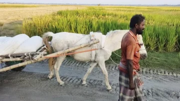কাউনিয়ার চরাঞ্চলে ঘোড়ার গাড়িতে কৃষিপণ্য পরিবহন, জীবিকা চলছে ৪ শতাধিক পরিবারের