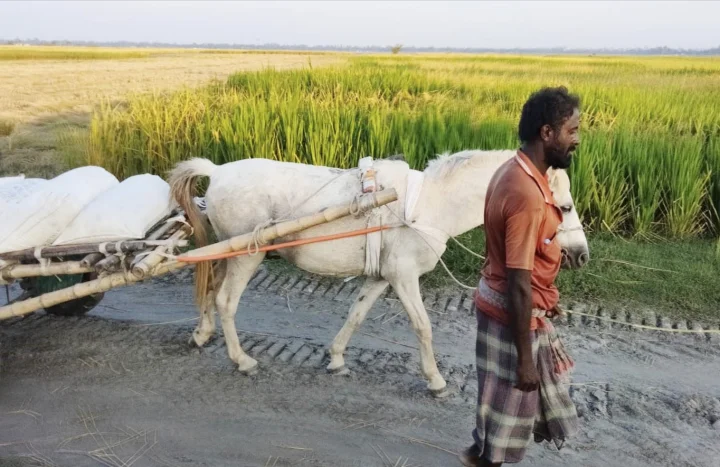 কাউনিয়ার চরাঞ্চলে ঘোড়ার গাড়িতে কৃষিপণ্য পরিবহন, জীবিকা চলছে ৪ শতাধিক পরিবারের